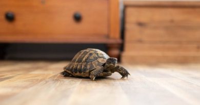 pet tortoise on hardwood floor