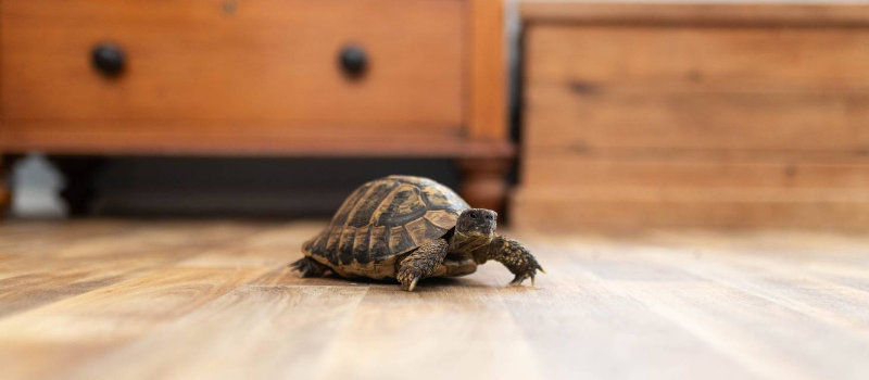 pet tortoise on hardwood floor