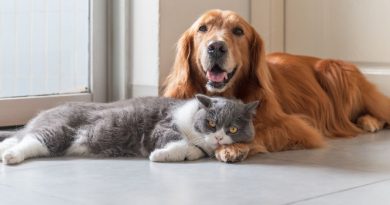 cat and dog sitting on kitchen floor