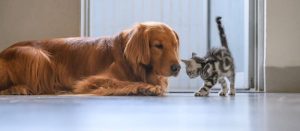 dog and kitten playing on floor