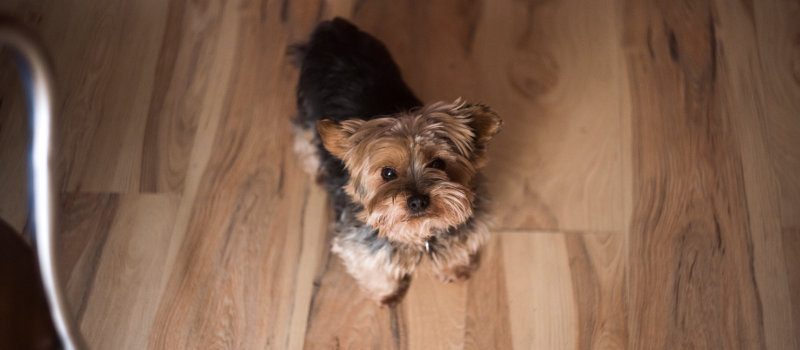 Little doggy on hardwood floor